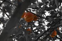 Orange Tree, Personal Inventories, Kindness, Support, A Daily Affirmation, www.adailyaffirmation.com