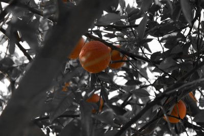 Orange Tree, Personal Inventories, A Daily Affirmation, www.adailyaffirmation.com