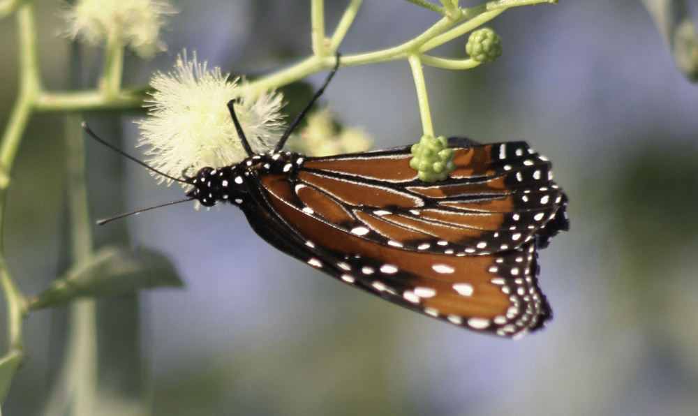 Butterfly, Transformation, A Daily Affirmation, www.adailyaffirmation.com