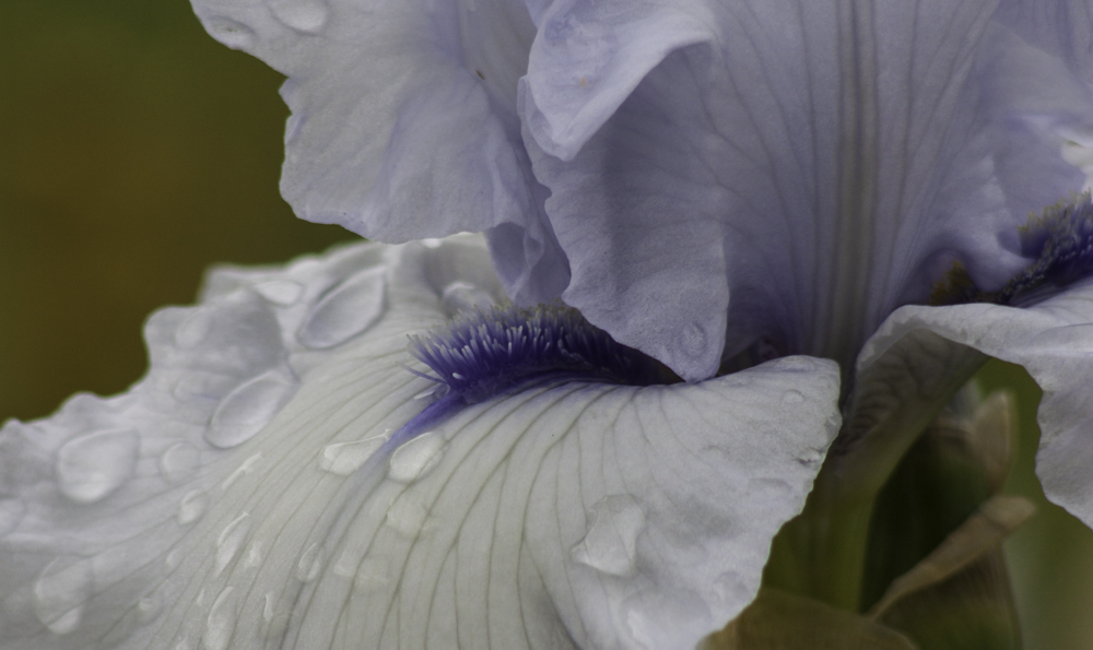White and Violet Iris, A Daily Affirmation, Peace and Forgiveness, www.adailyaffirmation.com