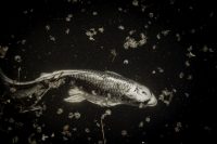 Koi, Color Affirmations, Desire, A Daily Affirmation, www.adailyaffirmation.com