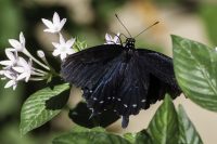 Swallowtail, Personal Affirmation Mantra, Desire, Cancel and Delete, Loved and Accepted, Negative Self Talk, A Daily Affirmation, www.adailyaffirmation.com
